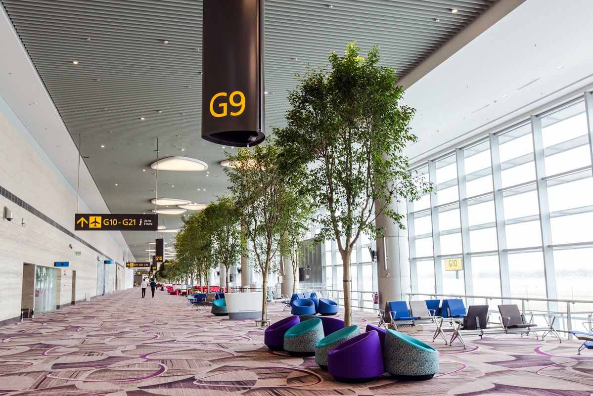 a group of trees in a terminal